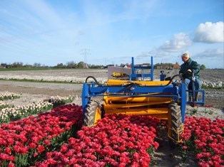 Kopmachine voor Wit Flower Bulbs B.V.